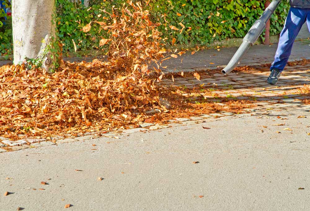 Blowing Leaves